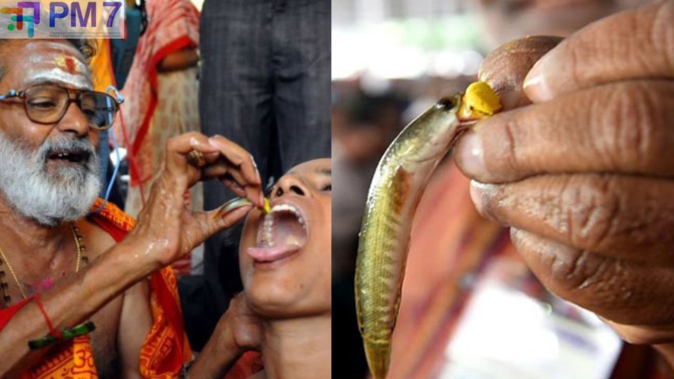 Fish Prasadam: హైదరాబాద్‌లో చేప ప్రసాదం పంపిణీ.. ఉబ్బసం బాధితులకు ఉచితంగా